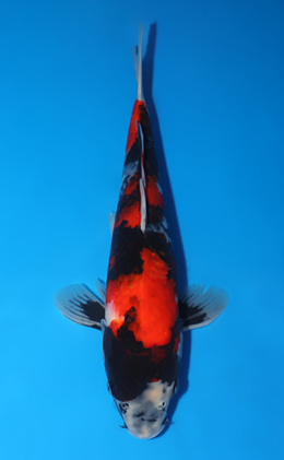 Showa - koi #x0627a045