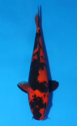 Hi Utsuri - koi #x0627a047