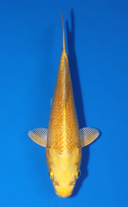 Ogon - koi #x0627a049