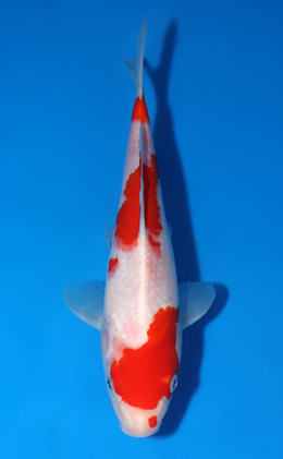 Kohaku - koi #x0627a050