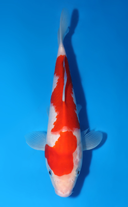 Kohaku - koi #x0627a052