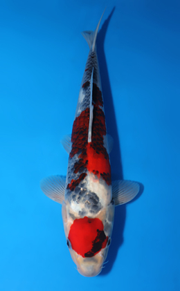 Showa - koi #x0627a054