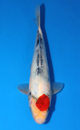 Tancho Showa - koi #x0627a055