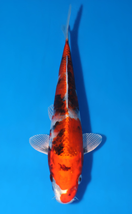 Kin Showa - koi #x0627a056