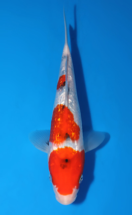 Ginrin Showa - koi #x0627a057