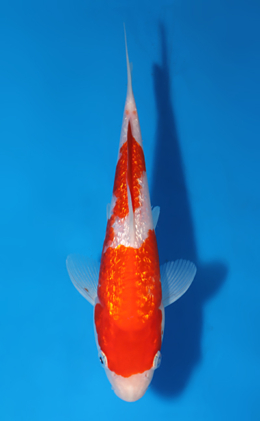 Ginrin Kohaku - koi #x0627a059