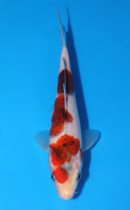 Aigoromo - koi #x0627a060