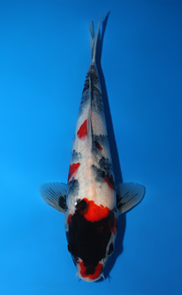Showa - koi #x0630a007