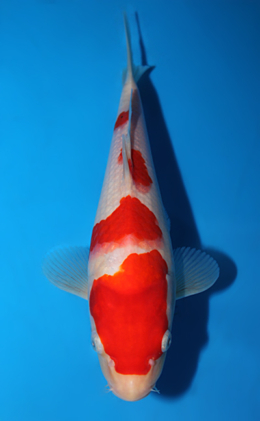 Kohaku - koi #x0630a011