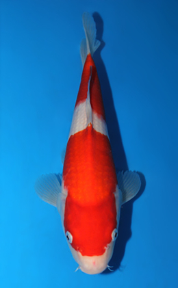 Kohaku - koi #x0630a014