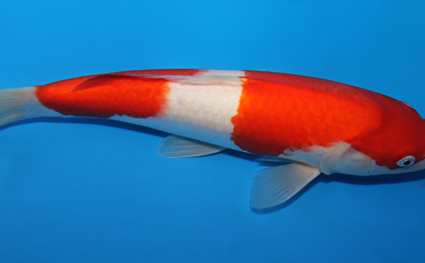 Kohaku - koi #x0630a014 - Side View A