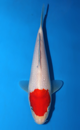 Tancho Kohaku - koi #x0630a016