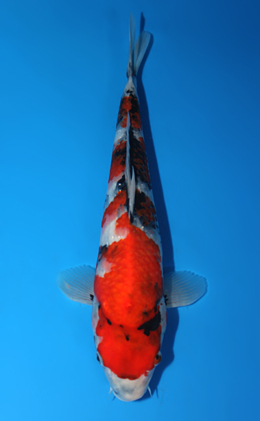 Showa - koi #x0630a017