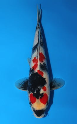 Showa - koi #x0630a019