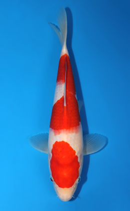 Kohaku - koi #x0630a022