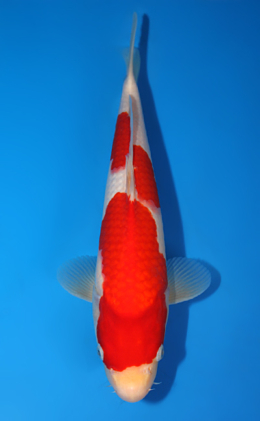 Kohaku - koi #x0630a023