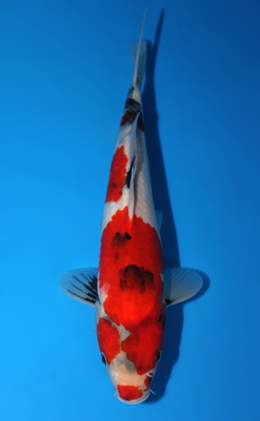 Showa - koi #x0630a024