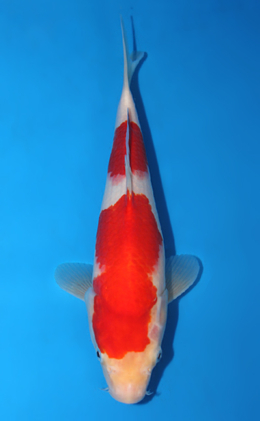 Kohaku - koi #x0630a026