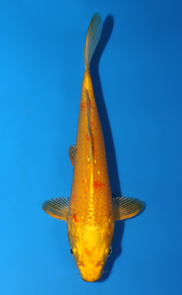 Ogon - koi #x0630a027