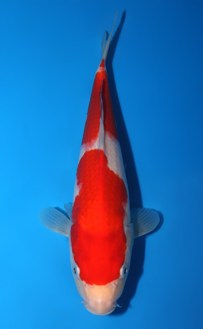 Kohaku - koi #x0630a028 - Dainichi Koi Farm