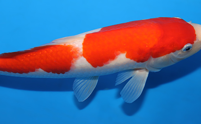 kohaku専用(完熟梅2) Kohaku - koi #x0630a002 - Dainichi Koi Farm