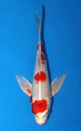 Hirenaga Kikusui  - koi #x0630a030