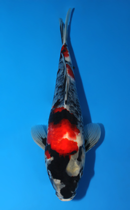 Showa - koi #x0630a031
