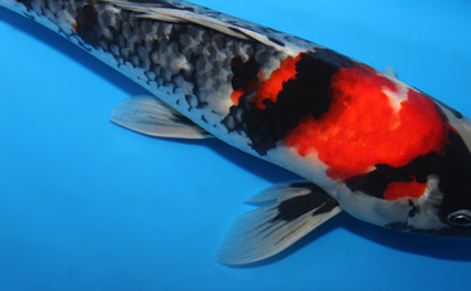 Showa - koi #x0630a031 - Side View A