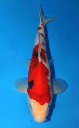Showa - koi #x0630a032