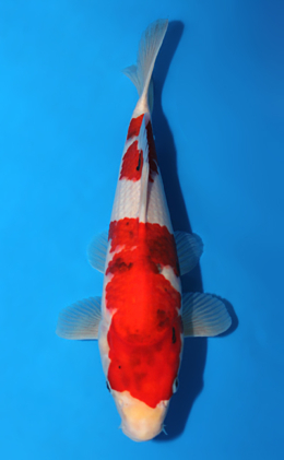 Showa - koi #x0630a033