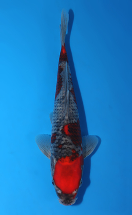 Goshiki - koi #x0630a034