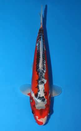 Shusui - koi #x0630a037