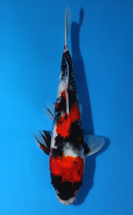 Showa - koi #x0630a044