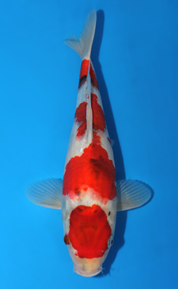 Showa - koi #x0630a046
