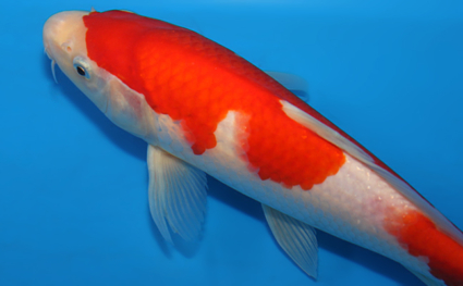 Kohaku - koi #x0630a047 - Side View A