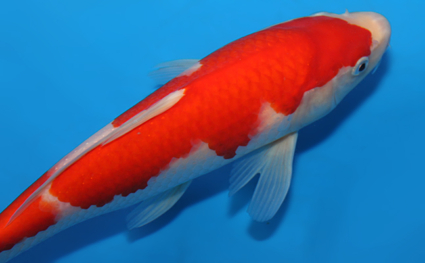 Kohaku – koi #x0630a047 - Image 3