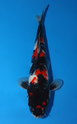 Showa - koi #x0630a048
