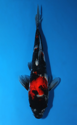 Showa - koi #x0630a050