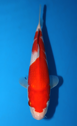 Kohaku - koi #x0630a052