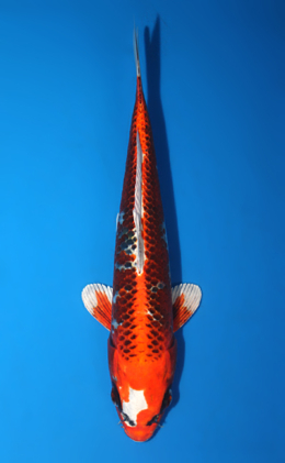 Kujyaku - koi #x0630a061