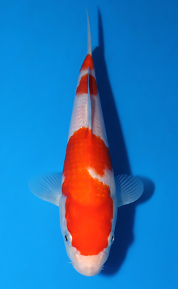 Kohaku - koi #x0701a008