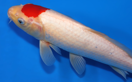 Tancho Kohaku - koi #x0701a012 - Side View A