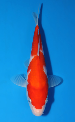 Kohaku - koi #x0701a014