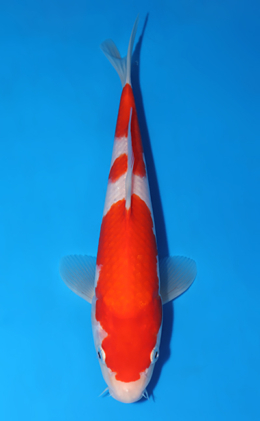 Kohaku - koi #x0701a017