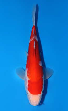 Kohaku - koi #x0701a023