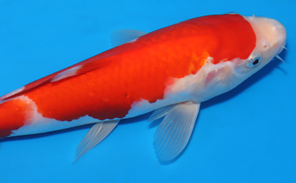 Kohaku - koi #x0701a023 - Side View A