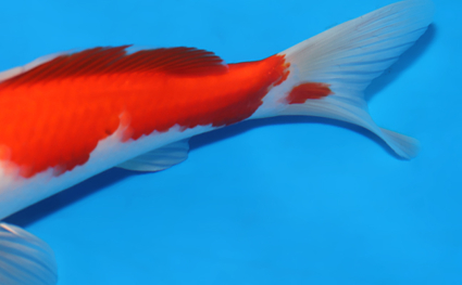 Kohaku - koi #x0701a025 - Side View A