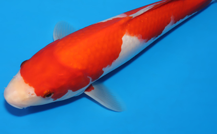 Kohaku – koi #x0701a025 - Image 3