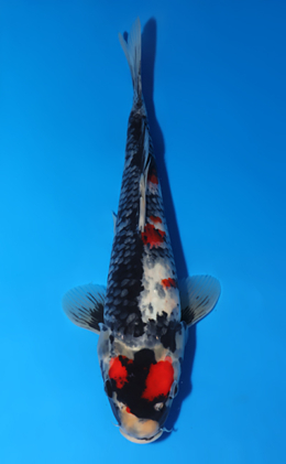 Showa - koi #x0701a026