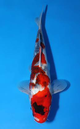 Showa - koi #x0701a028